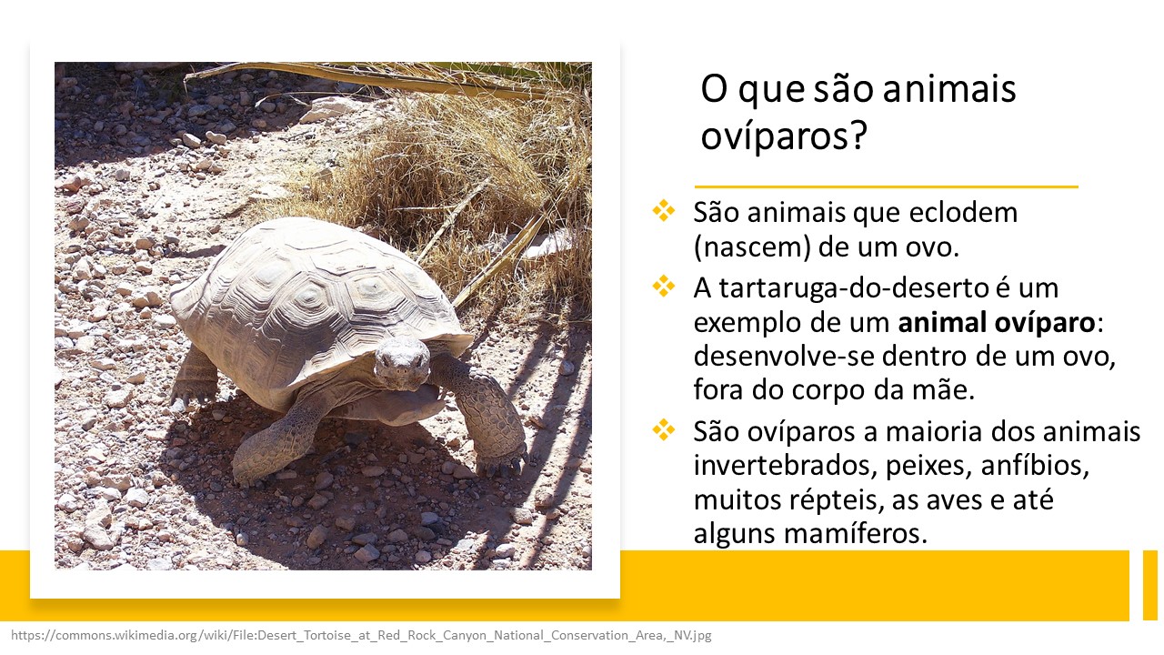 Exemplos De Animais Viviparos Ficha De Clasificar: Animales Ovíparos
