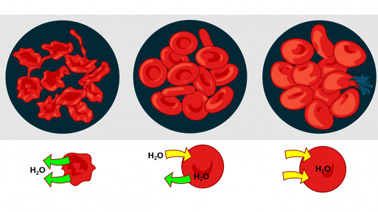 Imagem ilustrativa: efeitos da osmose em glóbulos vermelhos