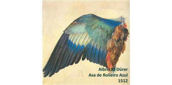 Asa de rolieiro azul, por Abrecht Dürer